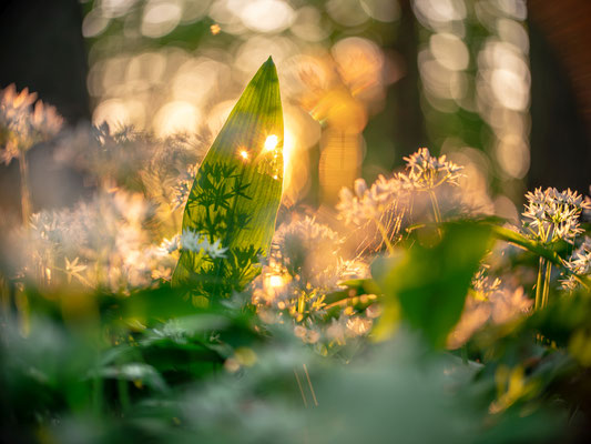 Bärlauchblüte bei Hördt