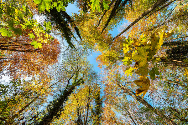 Herbst im Bienwald bei Neuburg