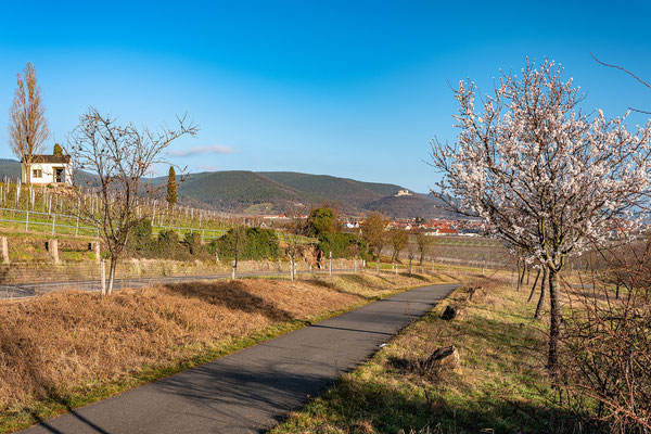 Beginnende Mandelblüte bei Maikammer