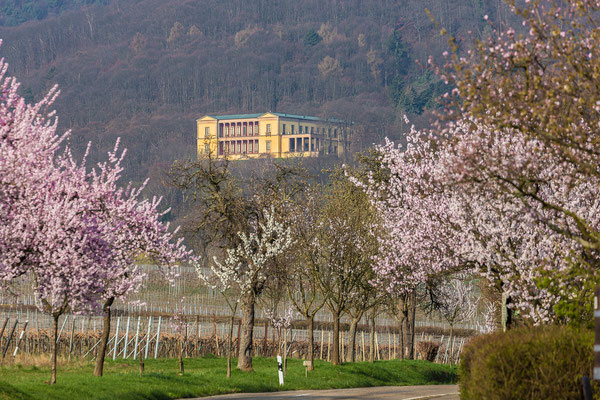 Villa Ludwigshöhe, umrahmt von Mandelblüten