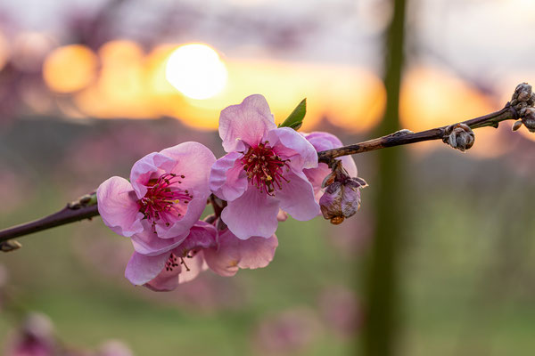 Pfirsichblüte bei Neustadt