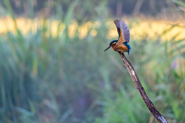 Eisvogel