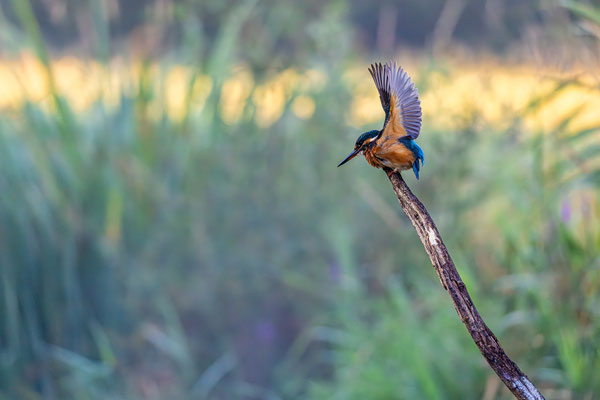 Eisvogel
