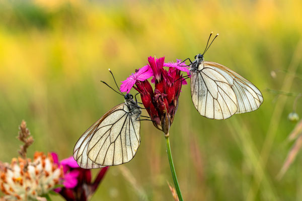Schmetterlingswiese bei Maikammer