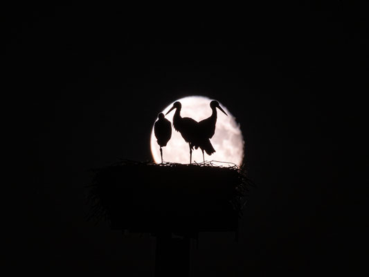 Jungstörche im Licht des Vollmondes