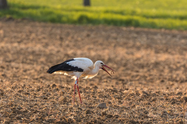 Storch beim "Abendessen"