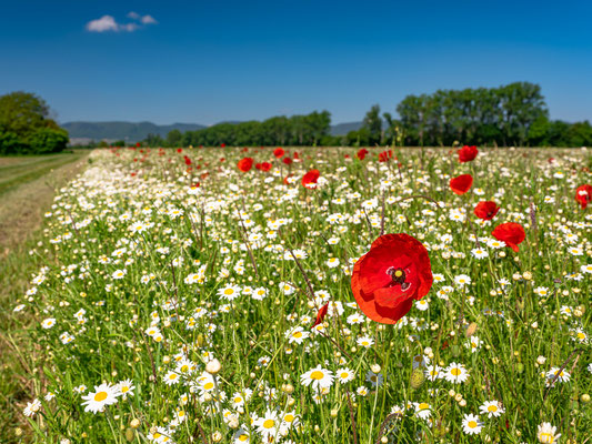 Wildblumenwiese bei Freimersheim