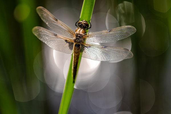 frisch geschlüpfte Vierflecklibelle