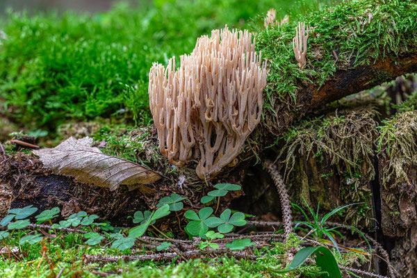 Pilzwelt im Modenbachtal