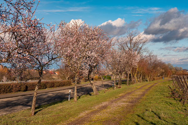 Mandelblüte in Edenkoben