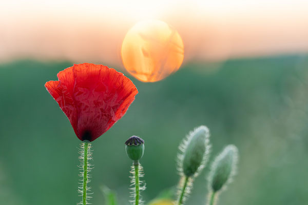 Sonnenaufgang in Neustadts Randlagen
