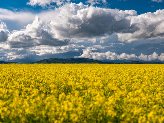 Wetterstimmung über einem Rapsfeld bei Lachen-Speyerdorf