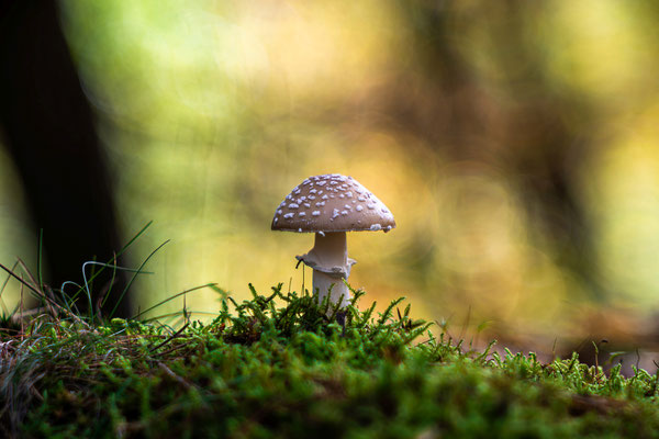 Herbst im Modenbachtal