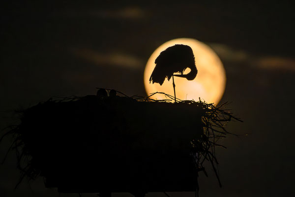 Störche im Vollmondlicht