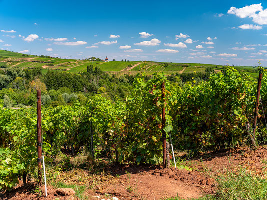 Ausblicke bei Albersweiler auf die Weinberge