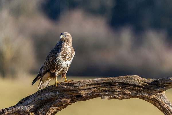 Mäusebussard