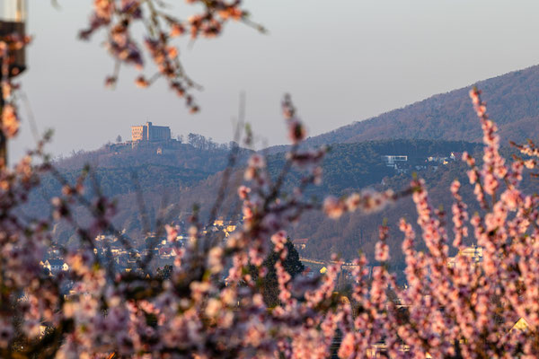 Mandelblüte bei Gimmeldingen