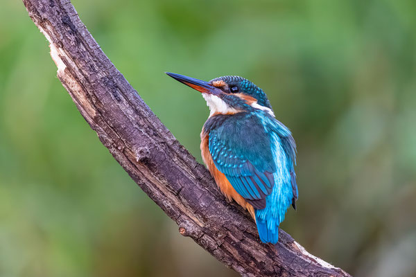 Eisvogel