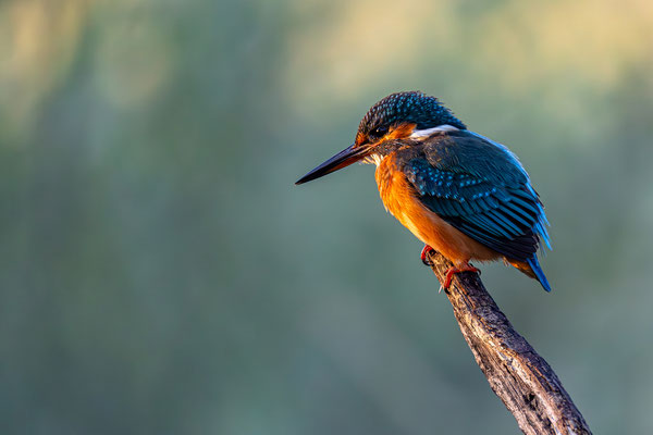 Eisvogel