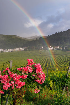 Regenbogen bei Gimmeldingen