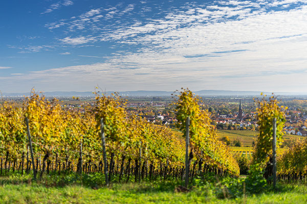 Ausblick bei Deidesheim