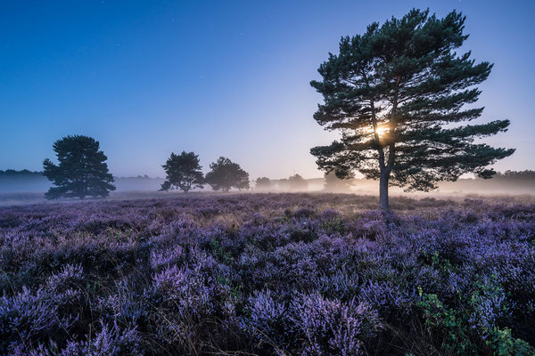 Mehlinger Heide im Vollmondlicht