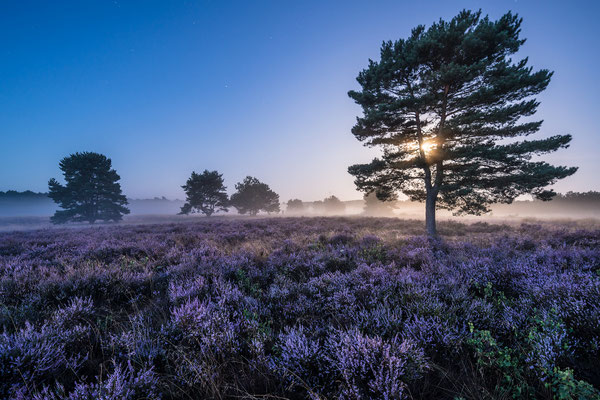Mehlinger Heide im Vollmondlicht
