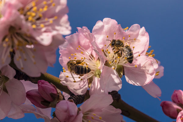 Mandelblüte in Gimmeldingen