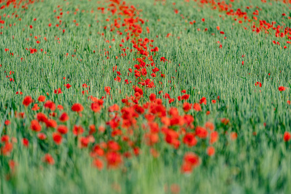 Acker bei Duttweiler
