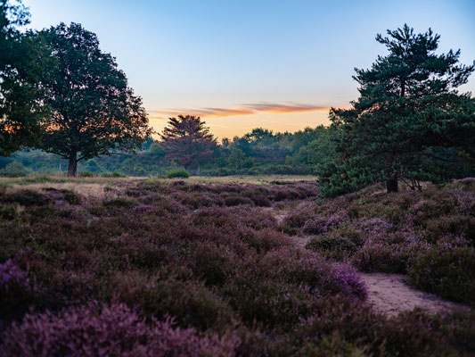 Frühmorgens in der Mehlinger Heide