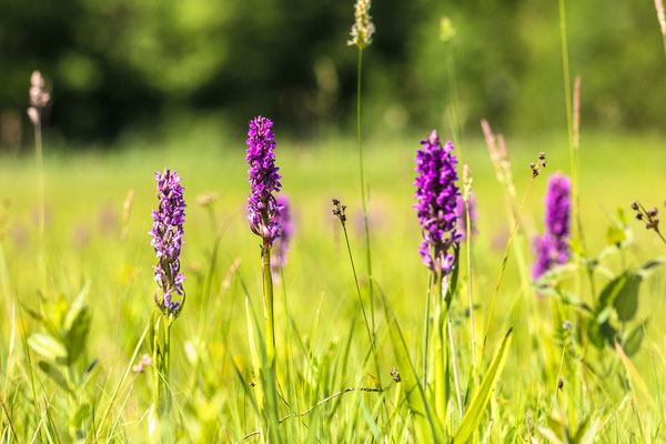 Auf einer Orchideenwiese bei Geinsheim