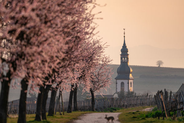 Mandelblüte bei Kirchheim im Morgenlicht