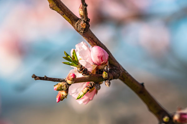 Mandelblüte in Gimmeldingen