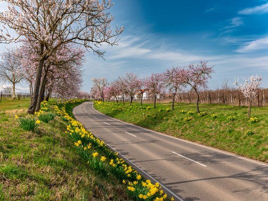 Mandel- und Narzissenblüte bei Nussdorf