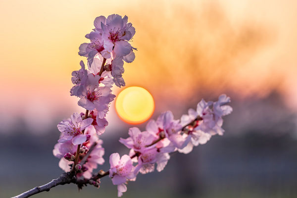 Mandelblüte in Gimmeldingen