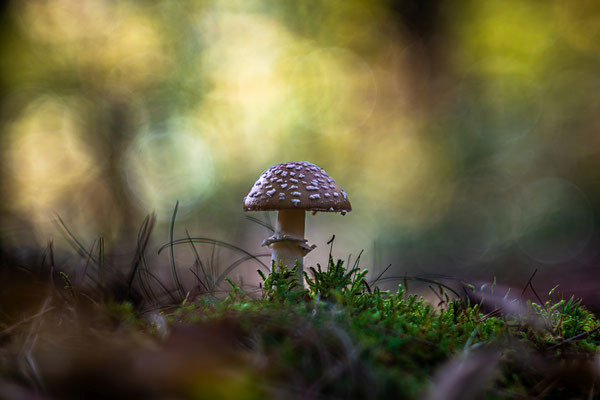 Herbst im Modenbachtal