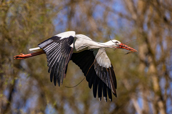 Weißstorch