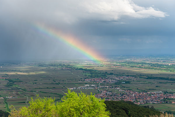 Nach dem Regen auf der Kalmit