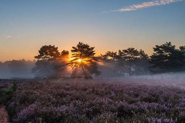 Bodennebel in der Mehlinger Heide