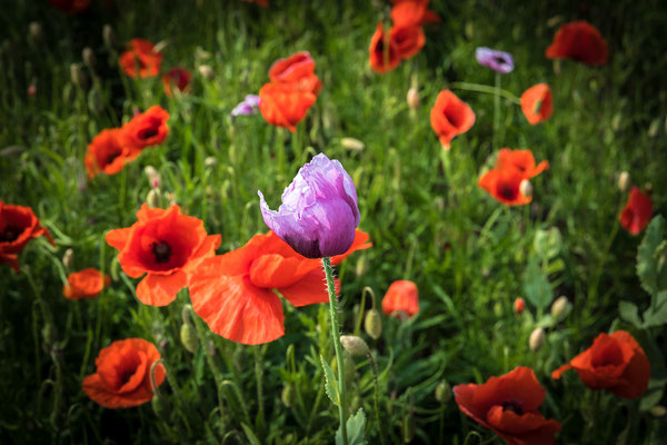 Roter und Blauer Mohn bei Rheinzabern