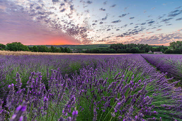 Abendstimmung am Lavendelfeld