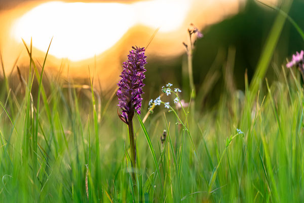 Orchideen bei Geinsheim