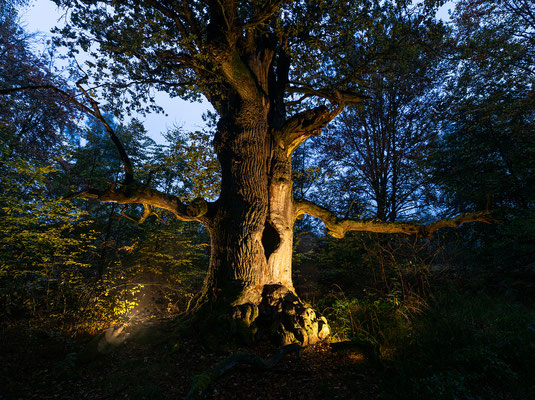 Urwald Sababurg