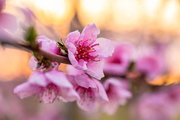 Pfirsichblüte bei Neustadt