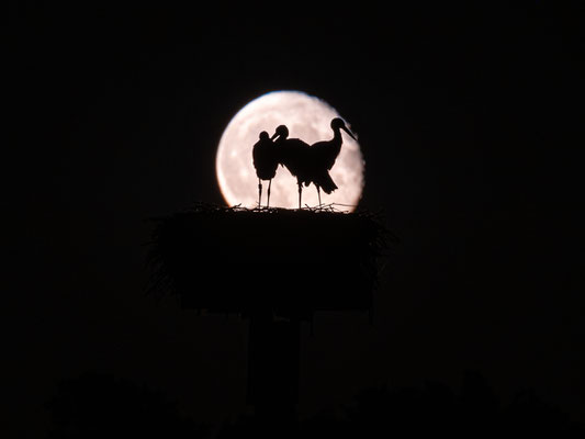 Jungstörche im Licht des Vollmondes