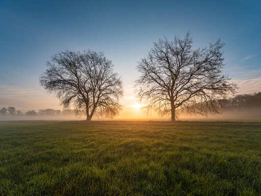 Morgennebel bei den Geinsheimer Wiesen