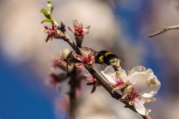 Mandelblüte in Gimmeldingen
