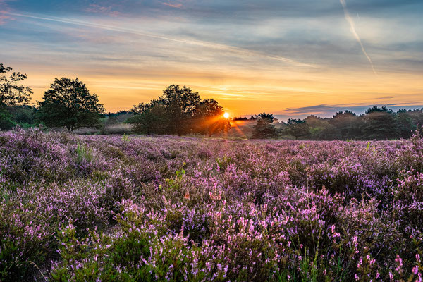 Frühherbst in der Mehlinger Heide
