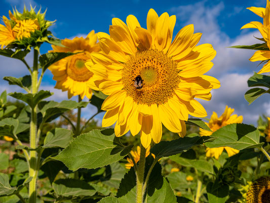 Sonnenblumenfeld bei Albersweiler