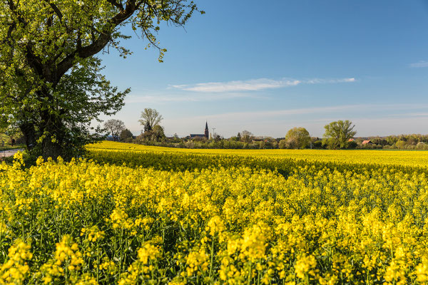 Rapsblüte bei Schweighofen, Aluminium-Wechselrahmen, Fotodruck auf hochwertigem Hahnemühle-Papier mit Passepartout, 70 x 50 cm, 130 €